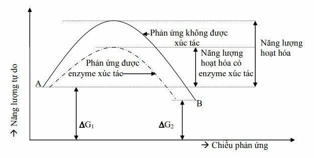 Năng lượng hoạt hóa được ứng dụng nhiều trong công nghiệp 